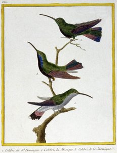 Nauki ścisłe. zoologia. Koliber z Santo Domingo, Meksyku i Jamajki. Grawer Francois Nicolas Martinet w: Natural History of Birds, Georges Louis Leclerc de Buffon, Francja, ok. 1777 (kolorowy grawer) autorstwa Francois Nicolas Martinet