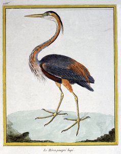 Nauki ścisłe. zoologia. Fioletowa czapla. Grawer Francois Nicolas Martinet w: Natural History of Birds, Georges Louis Leclerc de Buffon, Francja, ok. 1777 (kolorowy grawer)
