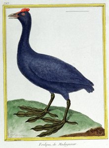 Nauki ścisłe. zoologia. Czerwone pohukiwania (z Madagaskaru). Grawer Francois Nicolas Martinet w: Natural History of Birds, Georges Louis Leclerc de Buffon, Francja, ok. 1777 (kolorowy grawer) autorstwa Francois Nicolas Martinet