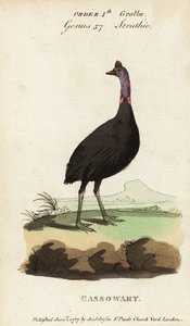 Kazuar południowy , Casuarius casuarius autorstwa Francois Nicolas Martinet