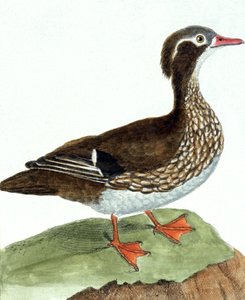 turkusowy autorstwa Francois Nicolas Martinet