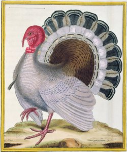 Turcja, z "Histoire Naturelle des Oiseaux" Georges
