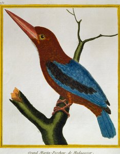 Zimorodek białogardły (Halcyon smyrnensis), z Historii Naturalnej Ptaków autorstwa Francois Nicolas Martinet