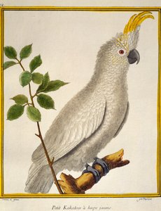 Kakadu żółtoczuba (Cacatua sulphurea), z historii naturalnej ptaków autorstwa Francois Nicolas Martinet