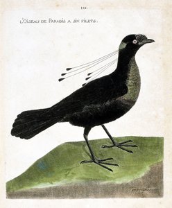 Tablica zoologiczna (ornitologia): rajski ptak ma sześć sieci (wahnes paradise lub wahnesi patoria). Ilustracja w „Historii ptaków malowanych w ich pozornych i wrażliwych aspektach” Francois Nicolas Martinet (1731-1800). Prywatna kolekcja. autorstwa Francois Nicolas Martinet