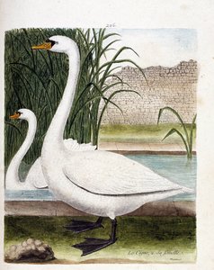 Tablica zoologiczna (ornitologia): z przodu łabędź, za samicą (łabędź bulwiasty lub cygnus olor). Ilustracja w „Historii ptaków malowanych w ich pozornych i wrażliwych aspektach” Francois Nicolas Martinet (1731-1800). Prywatna kolekcja. autorstwa Francois Nicolas Martinet