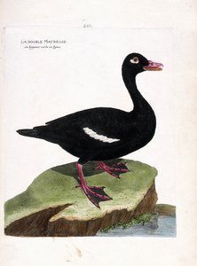 Deska zoologiczna (ornitologia): uhla podwójna (uufel lub melanitta fusca). Ilustracja w „Historii ptaków malowanych w ich pozornych i wrażliwych aspektach” Francois Nicolas Martinet (1731-1800). Prywatna kolekcja. autorstwa Francois Nicolas Martinet