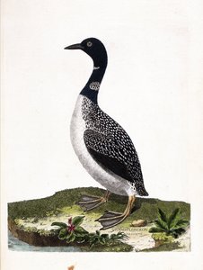 Deska zoologiczna (ornitologia): duże nurkowanie punktowe (nurkowanie imstrand lub gavia immer). Ilustracja w „Historii ptaków malowanych w ich pozornych i wrażliwych aspektach” Francois Nicolas Martinet (1731-1800). Prywatna kolekcja. autorstwa Francois Nicolas Martinet