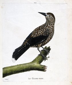 Deska zoologiczna (ornitologia): dziadek do orzechów (orzech muchowy lub nucifraga caryocatacts) na gałęzi. Ilustracja w „Historii ptaków malowanych w ich pozornych i wrażliwych aspektach” Francois Nicolas Martinet (1731-1800). Prywatna kolekcja. autorstwa Francois Nicolas Martinet