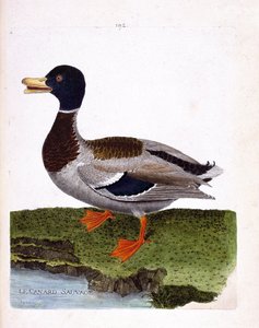 Deska zoologiczna (ornitologia): dzika kaczka (kaczka krzyżówka lub anas platyrhynchos). Ilustracja w „Historii ptaków malowanych w ich pozornych i wrażliwych aspektach” Francois Nicolas Martinet (1731-1800). Prywatna kolekcja. autorstwa Francois Nicolas Martinet
