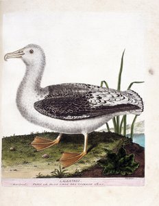 Wykres zoologiczny (ornitologia): Albatros (albatros wyjący lub diomedea exulans). Ilustracja w „Historii ptaków, namalowanych w ich pozornych i wrażliwych aspektach” Francois Nicolas Martinet (1731-1800). Prywatna kolekcja. autorstwa Francois Nicolas Martinet
