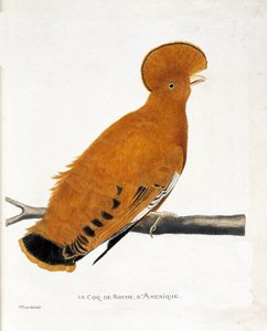 Wykres zoologiczny (ornitologia): Amerykański kogut skalny (pomarańczowy kogut lub rupicola rupicola) na gałęzi autorstwa Francois Nicolas Martinet
