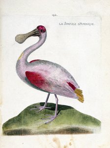 Wykres zoologiczny (ornitologia): łopatka amerykańska (różowa łopatka lub platalea ajaja). Ilustracja w „Historii ptaków malowanych w ich pozornych i wrażliwych aspektach” Francois Nicolas Martinet (1731-1800). Prywatna kolekcja. autorstwa Francois Nicolas Martinet