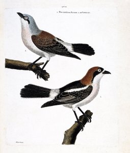 Wykres zoologiczny (ornitologia): Dół: rudowłosy grieche lub grieche rudowłosa głowa (lanius senator) i samica (grieche ecorcheur lub lanius collurio) na górnej gałęzi autorstwa Francois Nicolas Martinet