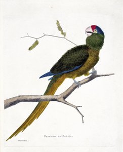 Wykres zoologiczny (ornitologia): aleksandretta brazylijska (konure czerwonoczołowa lub aratinga canicularis) na gałęzi. Ilustracja w „Historii ptaków, namalowanych w ich pozornych i wrażliwych aspektach” Francois Nicolas Martinet (1731-1800). Kolumna pryw autorstwa Francois Nicolas Martinet