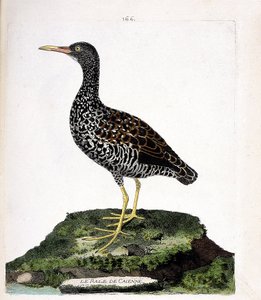 Wykres zoologiczny (ornitologia): Rale Caienne