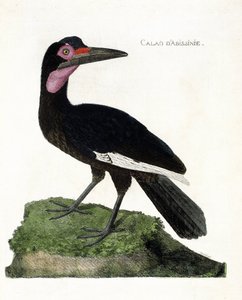 Wykres zoologiczny (ornitologia): Calao d