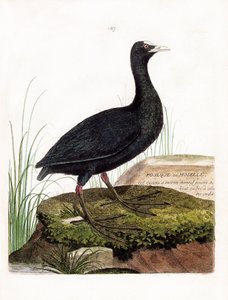 Wykres zoologiczny (ornitologia): Łyska lub Mozela (łóżeczko Macroule lub fulica atra). Ilustracja w „Historii ptaków malowanych w ich pozornych i wrażliwych aspektach” Francois Nicolas Martinet (1731-1800). Prywatna kolekcja. autorstwa Francois Nicolas Martinet