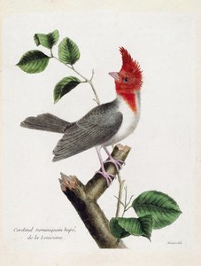 Wykres zoologiczny (ornitologia): dominikański kardynał Hupe (parare huppe lub paroaria coronata) na gałęzi. Ilustracja w „Historii ptaków malowanych w ich pozornych i wrażliwych aspektach” Francois Nicolas Martinet (1731-1800). Prywatna kolekcja