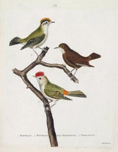 Wykres zoologiczny (ornitologia). Od góry do dołu: roitelet (potrójny bandaż lub regulus ignicapilla), troglodyta (słodki troglodyta lub troglodyta) i roitelet hottentotów (rubinowa korona) na gałęzi. Ilustracja w „Historii ptaków malowanych w Thei autorstwa Francois Nicolas Martinet