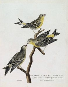 Wykres zoologiczny (ornitologia): Od góry do dołu: serin du Roussillon (serin Cini lub serinus serinus) na gałęzi, serin deProvence (venturon montagnard lub serinus citrinella) i inne serin deProvence. Ilustracja w „Historii ptaków, P autorstwa Francois Nicolas Martinet