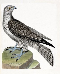 Wykres zoologiczny (ornitologia): islandzki gerfault (sokół gerfaut lub falco rusticolus). Ilustracja w „Historii ptaków, namalowanych w ich pozornych i wrażliwych aspektach” Francois Nicolas Martinet (1731-1800). Prywatna kolekcja. autorstwa Francois Nicolas Martinet