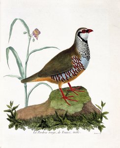 Wykres zoologiczny (ornitologia): La partridge rouge de France, samiec (kuropatwa czerwona lub alectoris rufa). Ilustracja w „Historii ptaków, namalowanych w ich pozornych i wrażliwych aspektach” Francois Nicolas Martinet (1731-1800). Prywatna kolekcja. autorstwa Francois Nicolas Martinet