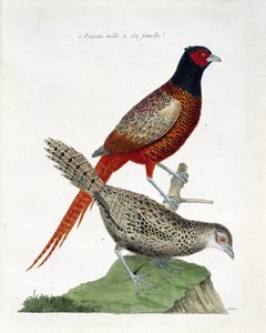 Wykres zoologiczny (ornitologia): Samiec i samica (bażant kolchidowy lub Phasianus colchicus). Ilustracja w „Historii ptaków, namalowanych w ich pozornych i wrażliwych aspektach” Francois Nicolas Martinet (1731-1800). Prywatna kolekcja. autorstwa Francois Nicolas Martinet