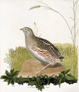 Wykres zoologiczny (ornitologia): Samiec przepiórki (przepiórka ble lub coturnix coturnix). Ilustracja w „Historii ptaków, namalowanych w ich pozornych i wrażliwych aspektach” Francois Nicolas Martinet (1731-1800). Prywatna kolekcja. autorstwa Francois Nicolas Martinet