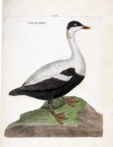 Wykres zoologiczny (ornitologia): gęś północna lub eider mal (Eider kołdra lub somateria mollissima). Ilustracja w „Historii ptaków malowanych w ich pozornych i wrażliwych aspektach” Francois Nicolas Martinet (1731-1800). Prywatna kolekcja. autorstwa Francois Nicolas Martinet