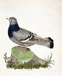 Wykres zoologiczny (ornitologia): Biset gołębi (Columbia livia). Ilustracja w „Historii ptaków malowanych w ich pozornych i wrażliwych aspektach” Francois Nicolas Martinet (1731-1800). Prywatna kolekcja. autorstwa Francois Nicolas Martinet