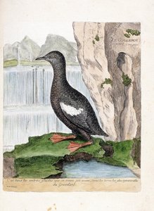 Wykres zoologiczny (ornitologia): Murrelet pasiasty (siatka Mirrelet lub Cepphus). Ilustracja w „Historii ptaków malowanych w ich pozornych i wrażliwych aspektach” Francois Nicolas Martinet (1731-1800). Prywatna kolekcja. autorstwa Francois Nicolas Martinet