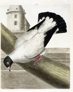 Wykres zoologiczny (ornitologia): Gołąb pancerny (columba livia). Ilustracja w „Historii ptaków, namalowanych w ich pozornych i wrażliwych aspektach” Francois Nicolas Martinet (1731-1800). Prywatna kolekcja. autorstwa Francois Nicolas Martinet
