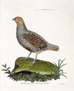 Wykres zoologiczny (ornitologia): Kuropatwa szara Francji, samiec (kuropatwa szara lub kuropatwa). Ilustracja w „Historii ptaków, namalowanych w ich pozornych i wrażliwych aspektach” Francois Nicolas Martinet (1731-1800). Prywatna kolekcja. autorstwa Francois Nicolas Martinet