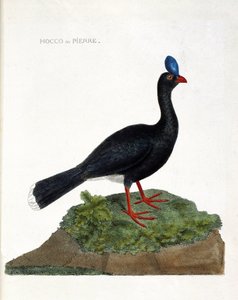 Wykres zoologiczny (ornitologia): Hoco lub kamień (Hocco kamień lub pauxi pauxi). Ilustracja w „Historii ptaków malowanych w ich pozornych i wrażliwych aspektach” Francois Nicolas Martinet (1731-1800). Prywatna kolekcja. autorstwa Francois Nicolas Martinet