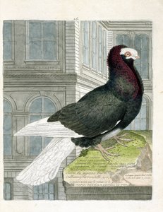 Wykres zoologiczny (ornitologia): gołąb nonan lub kapucyn (gołąb karłowaty lub columba livia). Ilustracja w „Historii ptaków, namalowanych w ich pozornych i wrażliwych aspektach” Francois Nicolas Martinet (1731-1800). Prywatna kolekcja. autorstwa Francois Nicolas Martinet