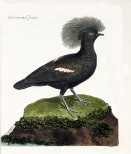 Wykres zoologiczny (ornitologia): Bażant indyjski (goura crown lub goura cristata). Ilustracja w „Historii ptaków malowanych w ich pozornych i wrażliwych aspektach” Francois Nicolas Martinet (1731-1800). Prywatna kolekcja. autorstwa Francois Nicolas Martinet