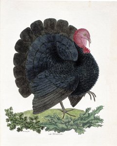 Wykres zoologiczny (ornitologia): Turcja (indyk domowy lub Melaeagris gallopavo). Ilustracja w „Historii ptaków malowanych w ich pozornych i wrażliwych aspektach” Francois Nicolas Martinet (1731-1800) (rycina) autorstwa Francois Nicolas Martinet
