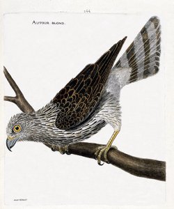 Wykres zoologiczny (ornitologia): wokół blondyna (wokół jastrzębia lub pazura gentilis) na gałęzi. Ilustracja w „Historii ptaków, namalowanych w ich pozornych i wrażliwych aspektach” Francois Nicolas Martinet (1731-1800). Prywatna kolekcja. autorstwa Francois Nicolas Martinet