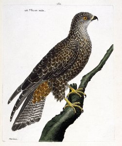 Wykres zoologiczny (ornitologia): czarny milvus migrans na gałęzi. Ilustracja w „Historii ptaków malowanych w ich pozornych i wrażliwych aspektach” Francois Nicolas Martinet (1731-1800). Prywatna kolekcja. autorstwa Francois Nicolas Martinet