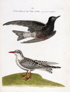 Wykres zoologiczny (ornitologia): jaskółka morska (jaskółka lub czarny karzeł lub chlidonias niger) w locie i jaskółka cętkowana (moustac guifet lub chlidonias hybrida). Ilustracja w „Historii ptaków malowanych w ich wyglądzie i wrażliwości” autorstwa Francois Nicolas Martinet