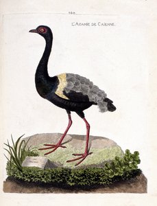Wykres zoologiczny (ornitologia): caienne agami (trąbka agami lub psophia crepitans). Ilustracja w „Historii ptaków malowanych w ich pozornych i wrażliwych aspektach” Francois Nicolas Martinet (1731-1800). Prywatna kolekcja. autorstwa Francois Nicolas Martinet