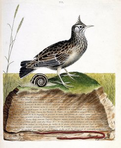 Wykres zoologiczny (ornitologia): cochevis (cochevis huppe lub Galerida cristata). Ilustracja w „Historii ptaków malowanych w ich pozornych i wrażliwych aspektach” Francois Nicolas Martinet (1731-1800). Prywatna kolekcja. autorstwa Francois Nicolas Martinet