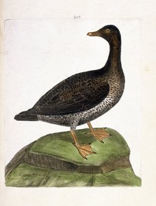 Wykres zoologiczny (ornitologia): samica edredona (edredon puchowy lub somateria mollissima). Ilustracja w „Historii ptaków, namalowanych w ich pozornych i wrażliwych aspektach” Francois Nicolas Martinet (1731-1800). Prywatna kolekcja. autorstwa Francois Nicolas Martinet