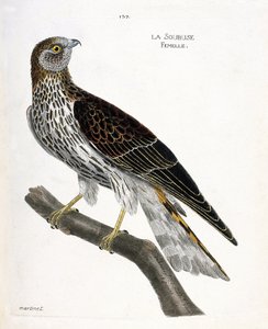 Wykres zoologiczny (ornitologia): żeński soubus (busard saint martin lub circus cyaneus) na gałęzi. Ilustracja w „Historii ptaków, namalowanych w ich pozornych i wrażliwych aspektach” Francois Nicolas Martinet (1731-1800). Prywatna kolekcja. autorstwa Francois Nicolas Martinet