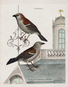 Wykres zoologiczny (ornitologia): od góry do dołu: Wróbel i samica wróbla francuskiego (wróbel domowy lub pass domesticus). Ilustracja w „Historii ptaków malowanych w ich pozornych i wrażliwych aspektach” Francois Nicolas Martinet autorstwa Francois Nicolas Martinet