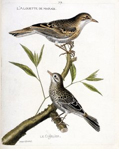 Wykres zoologiczny (ornitologia): od góry do dołu: skowronek błotny (świerlik pospolity lub anthus campestris) i cujelier (świerlik błotny lub anthus pratensis) na gałęzi. Ilustracja w „Historii ptaków, namalowanych w ich wyglądzie i wrażliwości autorstwa Francois Nicolas Martinet