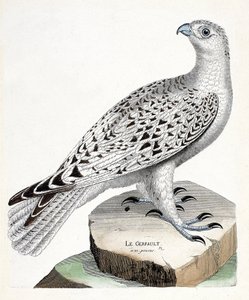 Wykres zoologiczny (ornitologia): gerfault (sokół gerfaut lub falco rusticolus). Ilustracja w „Historii ptaków malowanych w ich pozornych i wrażliwych aspektach” Francois Nicolas Martinet (1731-1800). Prywatna kolekcja. autorstwa Francois Nicolas Martinet