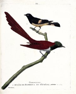 Wykres zoologiczny (ornitologia): gobemouche (gobemouche) z wyspy bourbon (Shama de Madagascar lub copsychus albospecularis) oraz gobe fly z Senegalu (tchitrec de paradis lub terpsiphone paradisii). Ilustracja w „Historii ptaków malowanych i autorstwa Francois Nicolas Martinet