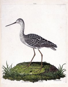 Mapa zoologiczna (ornitologia): barka szara (barka czerwona lub limosa lapponica). Ilustracja w „Historii ptaków malowanych w ich pozornych i wrażliwych aspektach” Francois Nicolas Martinet (1731-1800). Prywatna kolekcja. autorstwa Francois Nicolas Martinet